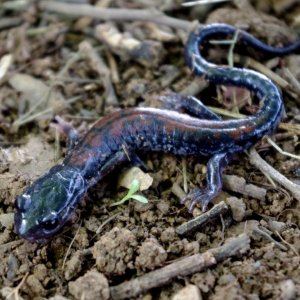 Plethodon yonahlossee