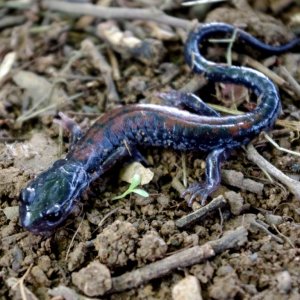 Plethodon yonahlossee