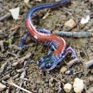 Plethodon yonahlossee