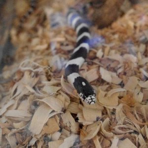 California Kingsnake