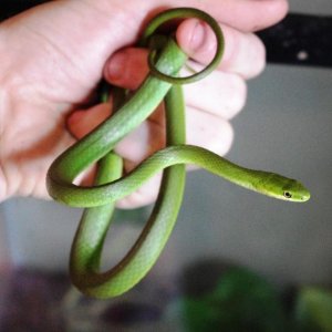 Rough Green Snake