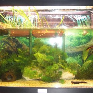 1,4 cynops orientalis tank