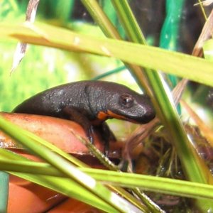 chinese fire bellied newt