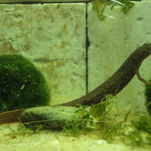 Paddle tail newt