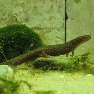 Paddle tail newt