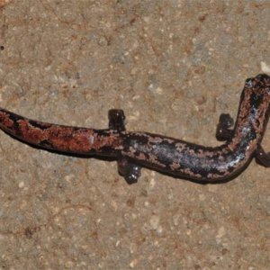 Bolitoglossa yucatana