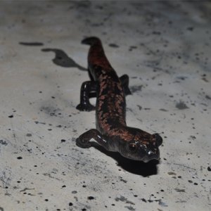 Bolitoglossa yucatana