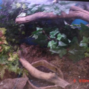 tiger salamander tank