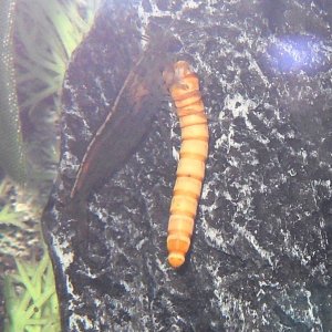 Sneaky shrimp stealing gomez's food!