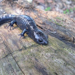 Marbled sal, Ambystoma opacum