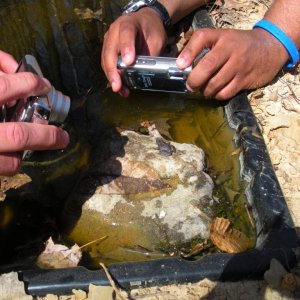 Cricket frog, Acris crepitans (this was our very first one EVER on this project!)