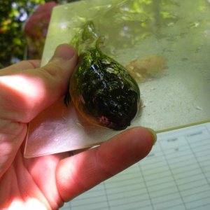 Bullfrog tadpole (Lithobates catesbiena)