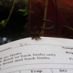 Spring peeper metamorph (Pseudacris crucifer)