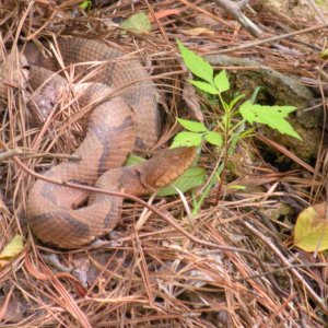 Copperhead