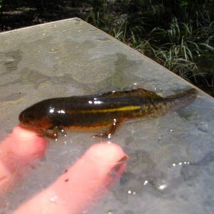 Mole salamander, Ambystoma talpoideum