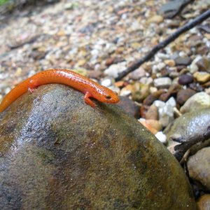 Red sal, Pseudotriton ruber