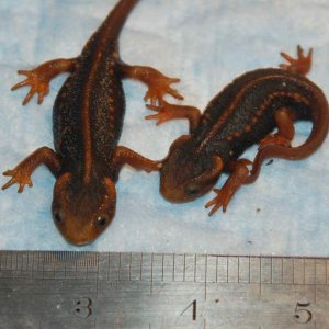 The cute little crocodile newts I was supposed to get... I wish they didn't get sick... :(