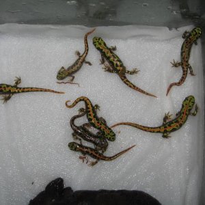 Triturus marmoratus