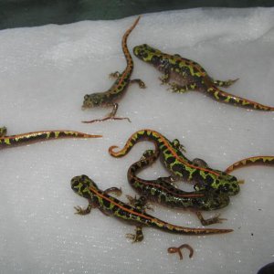 Triturus marmoratus