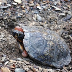 Nesting wood turtle.