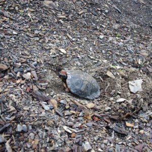 Nesting wood turtle.