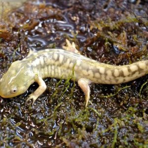 Tiger salamander