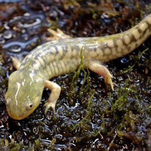 Tiger salamander