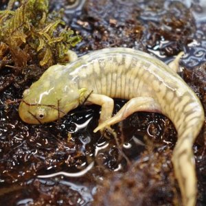 Tiger salamander