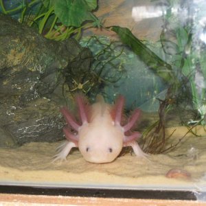 boys axolotls 004