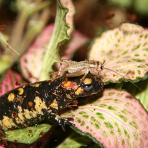 gibby the fire salamander with dinner on his head