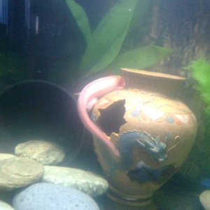 This is his old tank, it was a 10 gallon temperary home.