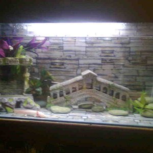 Dio's tank. The light's not normally on. It's just on for the pictures.