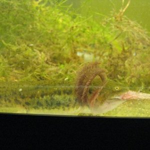 a. tigrinum larva eating green frog or bullfrog tadpole