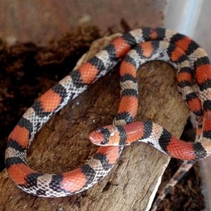 Scarlet snake