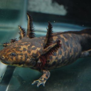 Adult female Ambystoma andersoni.