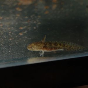 Ambystoma andersoni larvae.