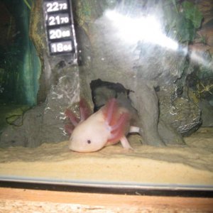 boys axolotls 021