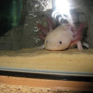 boys axolotls 023