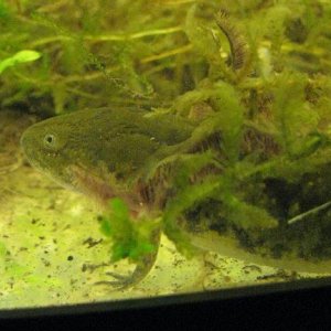 Tiger salamander larva