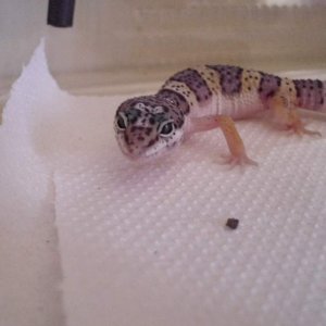 Grissom the gecko