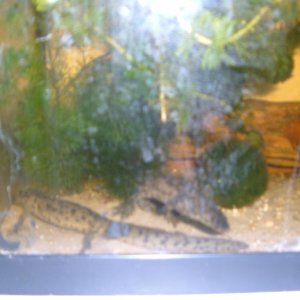 Male (Darwin) and female (Wedgwood) Ribbed Newts. No problems keeping them so far, other than occasional agression at feeding time.