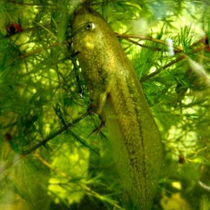 Big tadpole