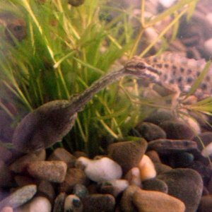 A meal too big for him...a rana tadpole..the tadpole strugled for 30 min or so before the newt let him go...