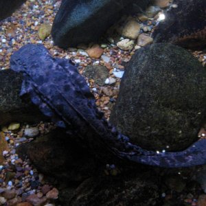 hellbender