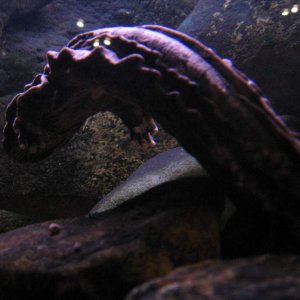 hellbender