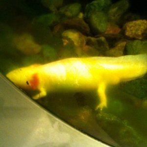 Their Axolotl is albino, not golden. My Axolotls take better pictures than I do.