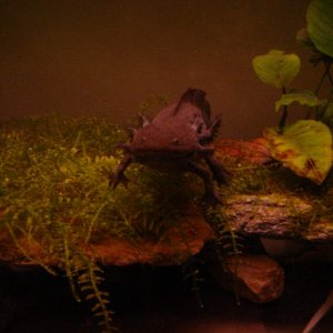 Mifune, climbing over the growing java moss! It's overflowing off the rock now! Pretty.