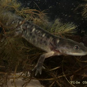 Ambystoma mavortium, captive bred metamorph.