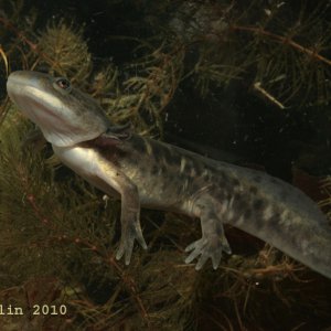 Ambystoma mavortium, captive bred metamorph.