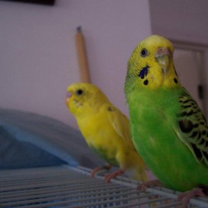 Ava and Mel, chilling on the cage at lunch time. July 10